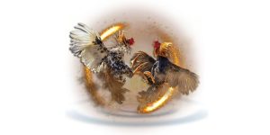 đá gà cựa dao five88